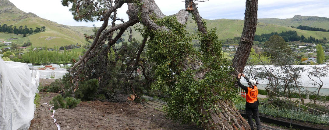 Mulching Tree Canterbury