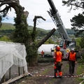 Tree Surgeon Services Kaipoi