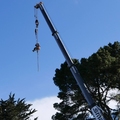 Tree Surgeon Services Lyttelton