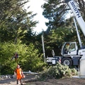 Tree Surgeon Services Christchurch