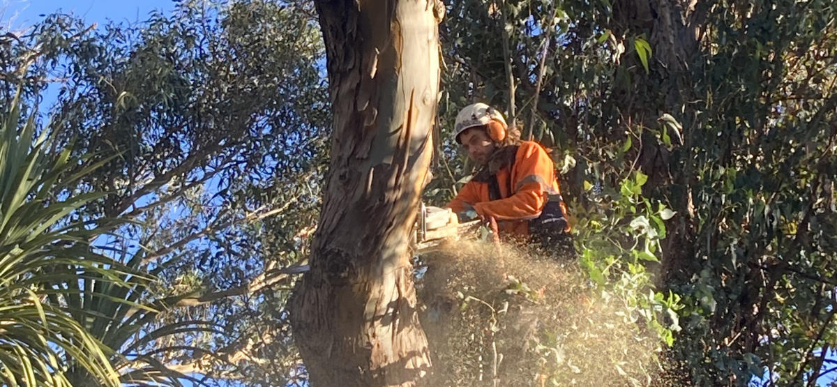 Offering Tree Trimming Services in Christchurch, Banks Peninsula and wider Canterbury 