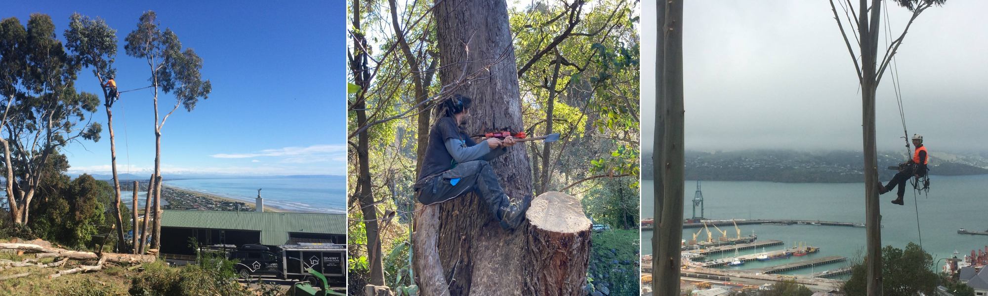 Expert tree trimming arborists working to high standards of care and health and safety in Christchurch and the Bank Peninsula