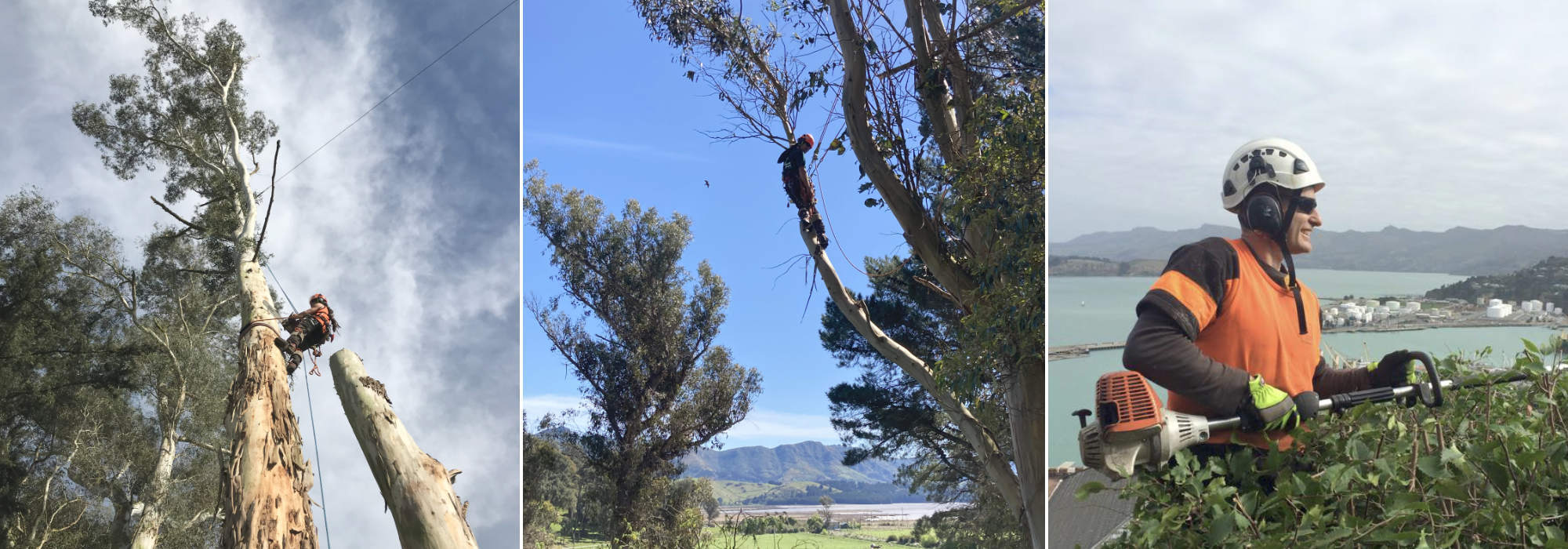 Professional & experienced arborist for tree services in Christchurch and the Banks Peninsula