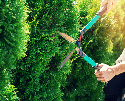 Hedge and Shelterbelt Trimming in Canterbury